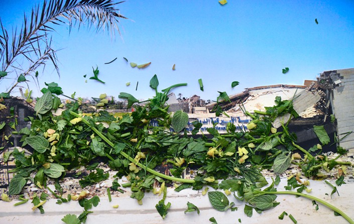 Healing Plants for Hurt Landscapes Healing Plants for Hurt Landscapes